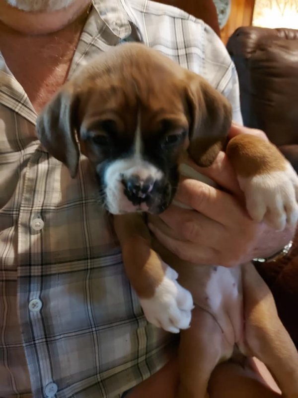 2nd puppy for sale.jpg