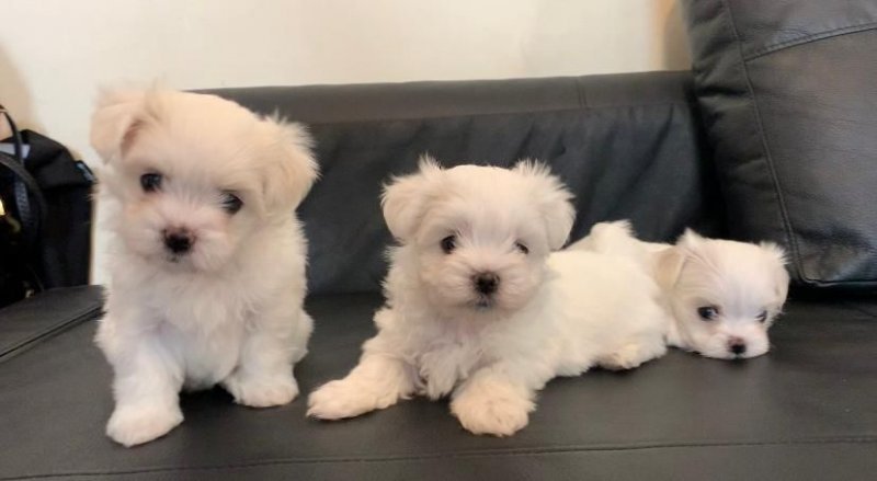 adorable-kc-registered-maltese-puppies-.jpg