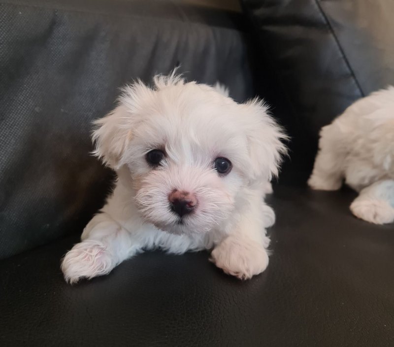 adorable-kc-registered-maltese-puppies-604fdee1c6b5c.jpg