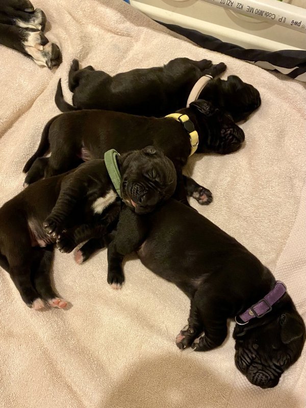4 pups sleeping.jpg