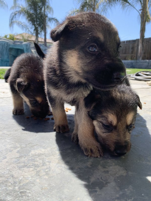 German Shepherd & Belgian Malinois Puppies for Sale