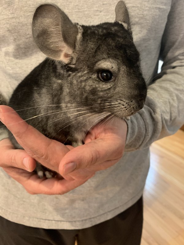 Chinchillas for Sale in Walnut Creek, California