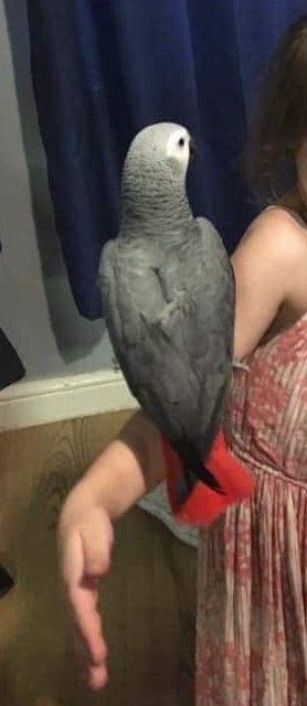 african-grey-5d41a166852c0.jpg african-grey-5d41a166852c0.jpg