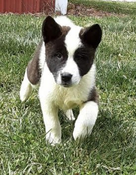 Freda-9 weeks.jpg
