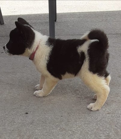 Fidget #2-9 weeks.JPG