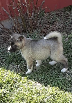 Felicity-9 weeks.JPG