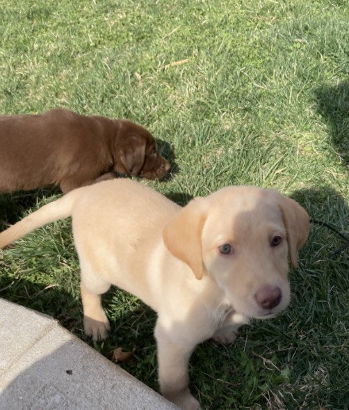 Honey #2-8 weeks.JPG