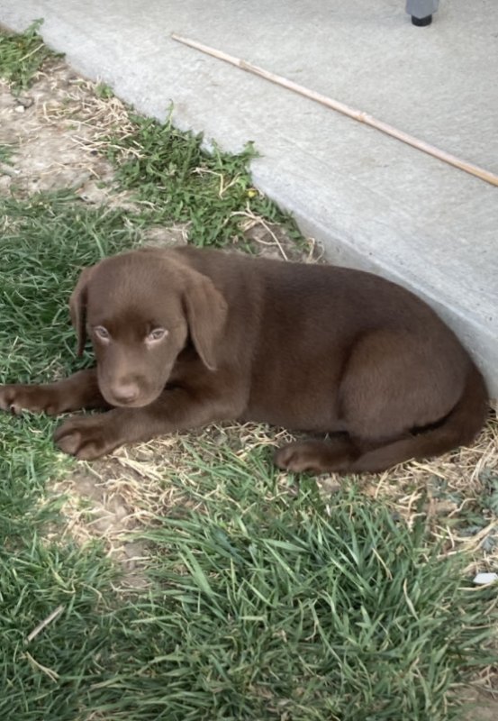 Holly-8 weeks.JPG
