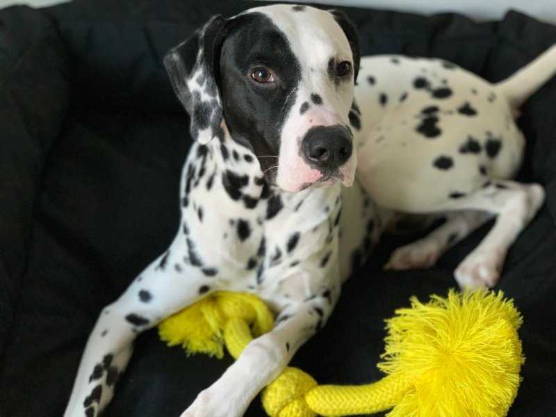 Charming AKC Dalmatian