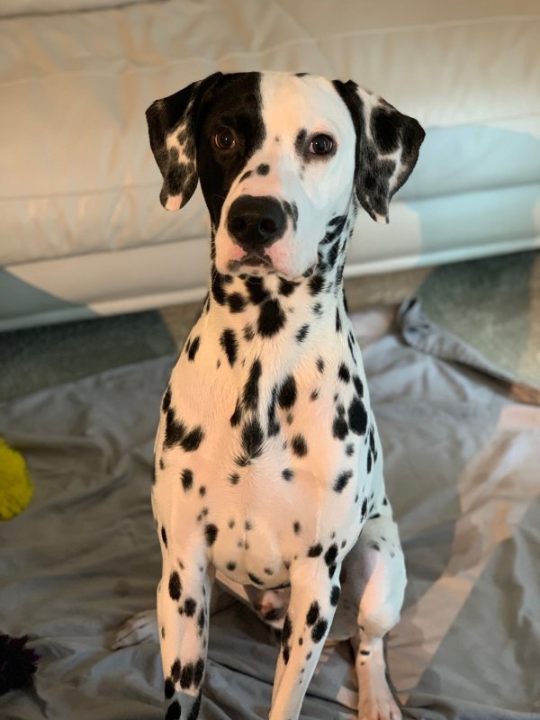 Charming AKC Dalmatian