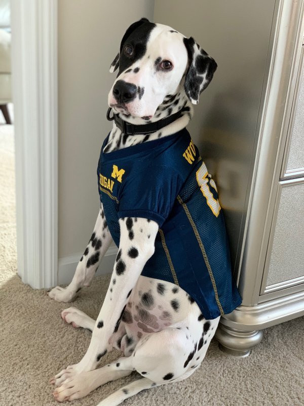 Charming AKC Dalmatian