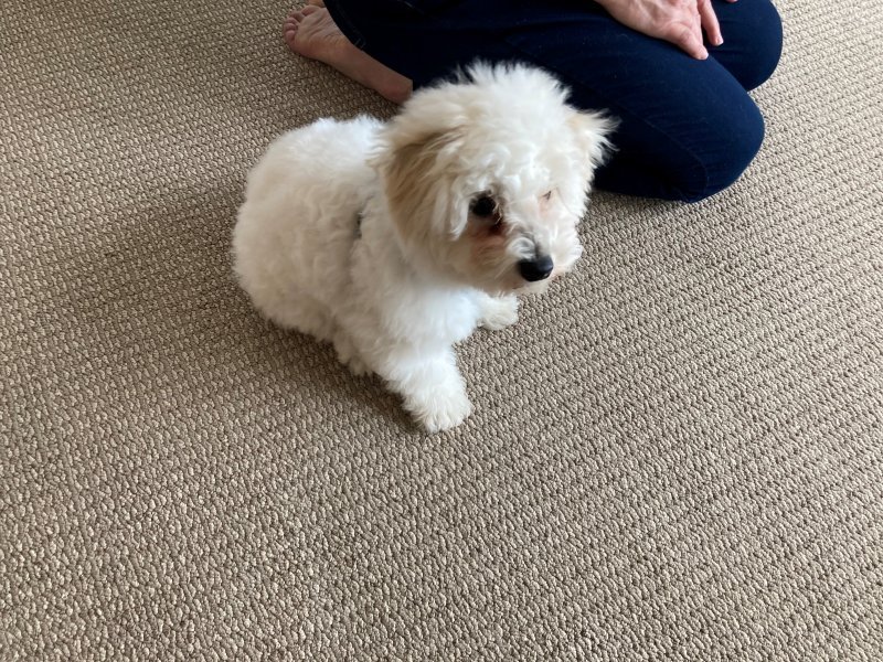 Nugget_1.jpg