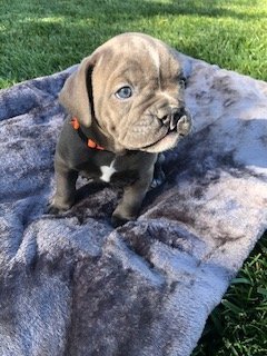Lilo (orange) 6 weeks.jpg