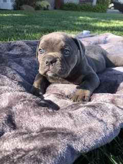 Pumbaa (Red) 6 weeks.jpg