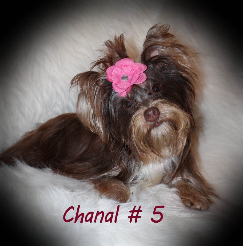  chanal # 5 12 19 2.jpg