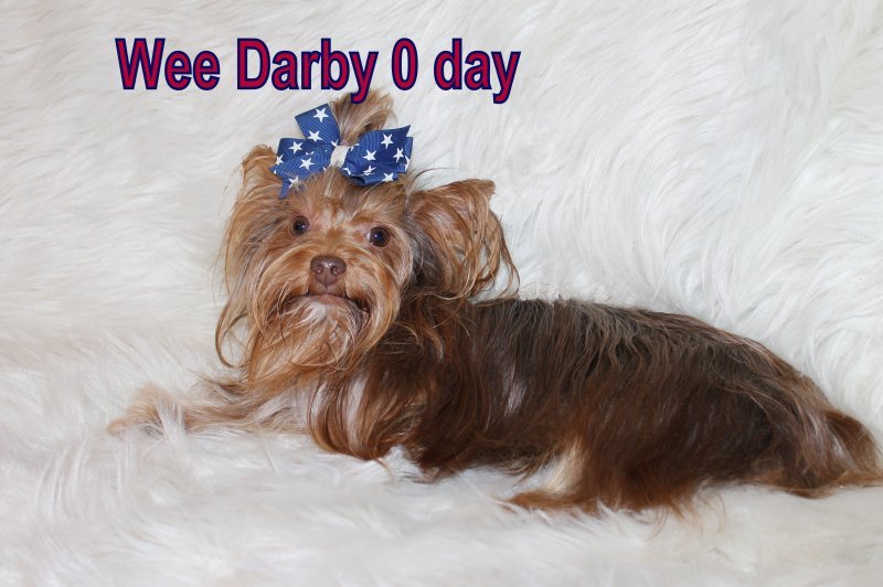 darby last one.jpg