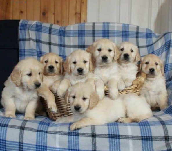 Golden Retriever ...jpg