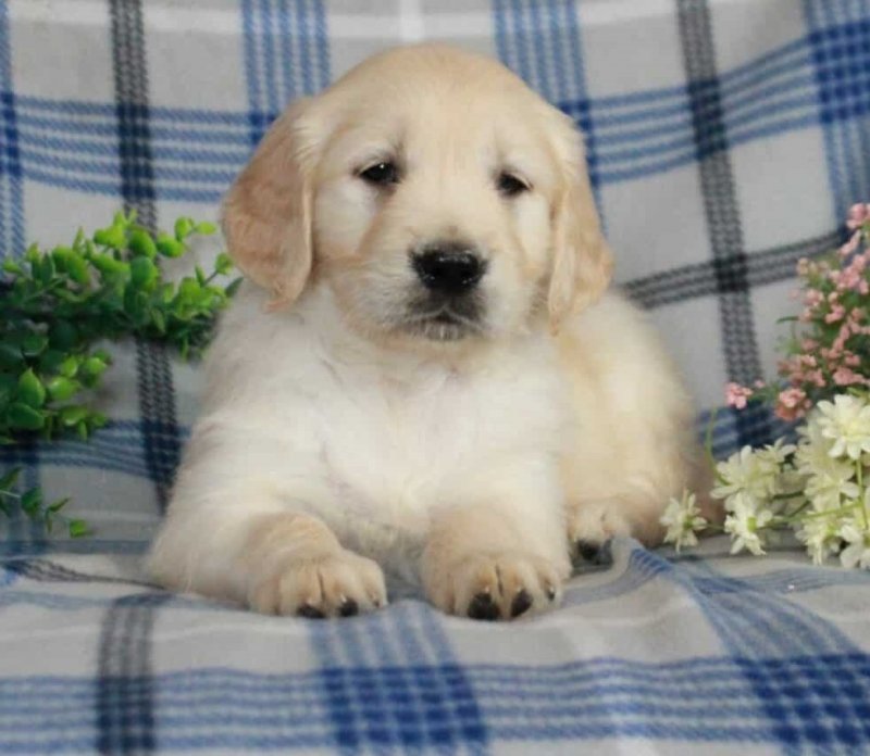 Golden Retriever Female Call Olive ...jpg