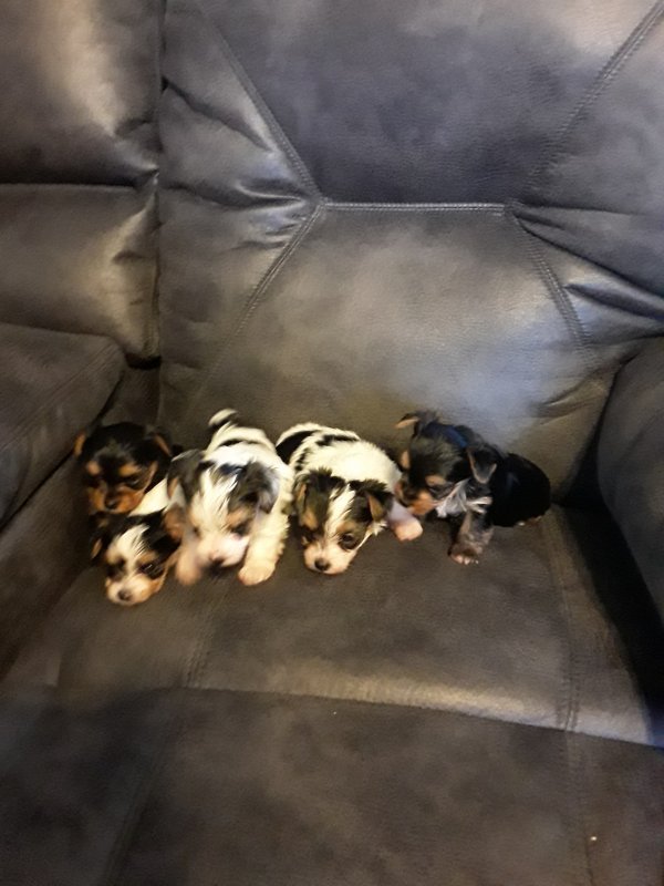 Yorkies3fem_2males.jpg