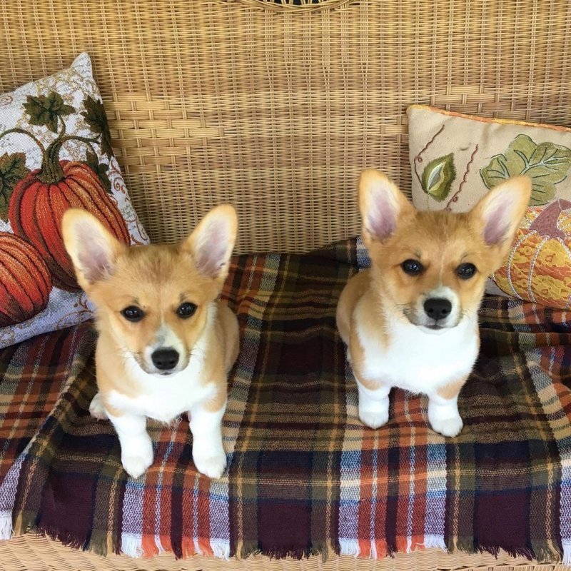 lucy.and.leo.the.maine.corgis_20210410_095055_3.jpg lucy.and.leo.the.maine.corgis_20210410_095055_3.jpg