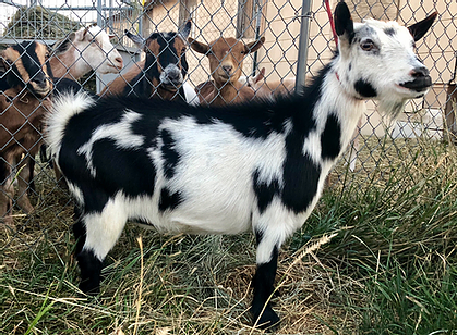 Adina Song Nigerian Dwarf Doe.png