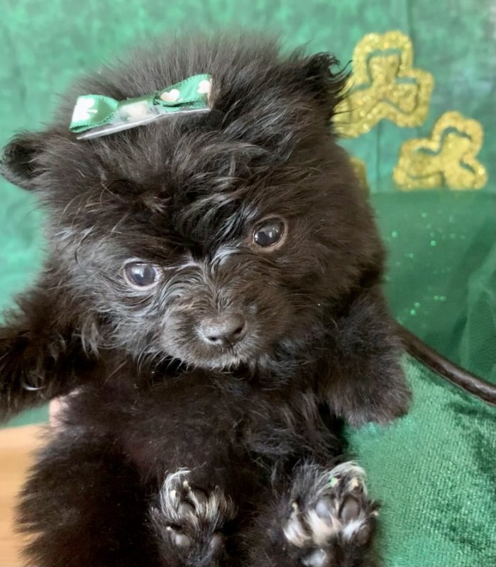 pup.jpg