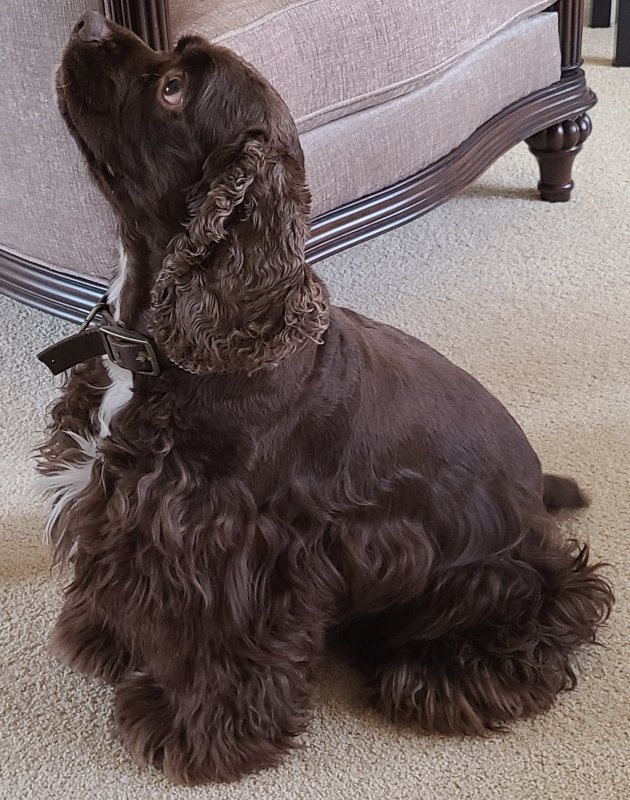 brown cocker spaniel soft toy