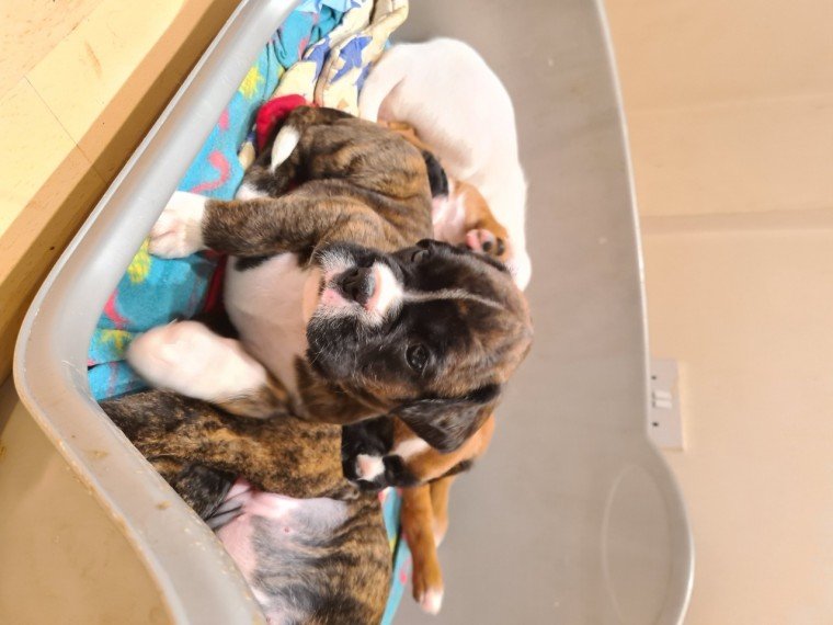 champion-boxer-puppies-kc-reg-5fd0b5bf335a6.jpg