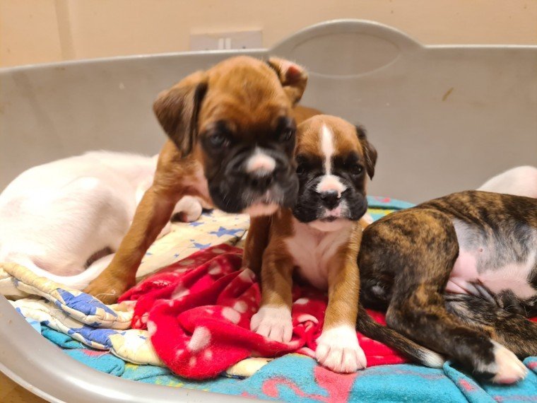 champion-boxer-puppies-kc-reg-5fd0b5bfd7424.jpg