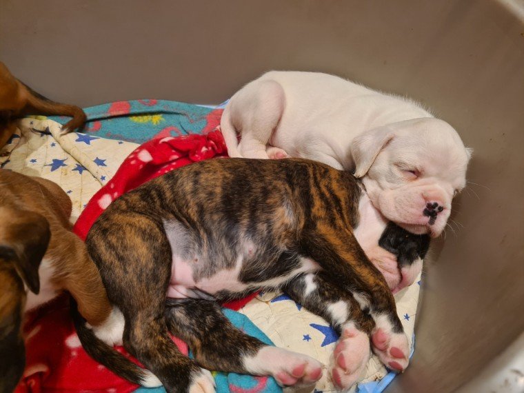 champion-boxer-puppies-kc-reg-5fd0b5c0518e5.jpg