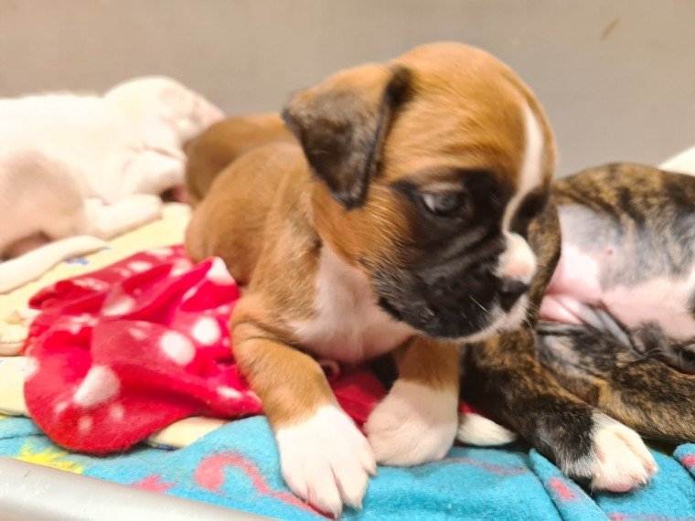 champion-boxer-puppies-kc-reg-5fd0b5c0988d8.jpg