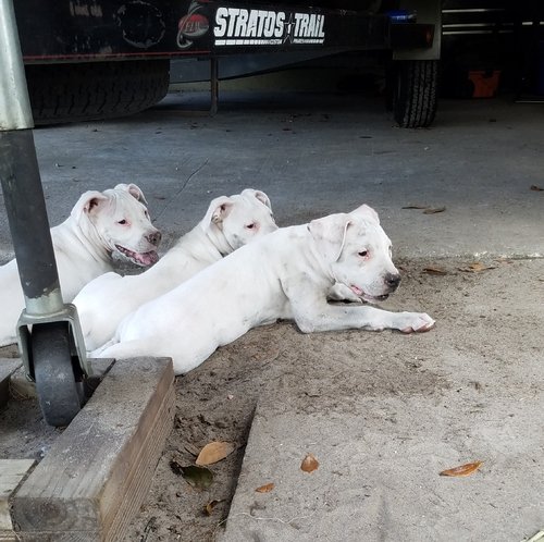 dogo 1.jpg