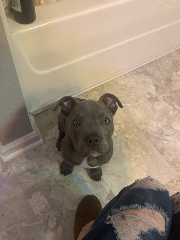 Full Blooded Pitbull Puppy Male