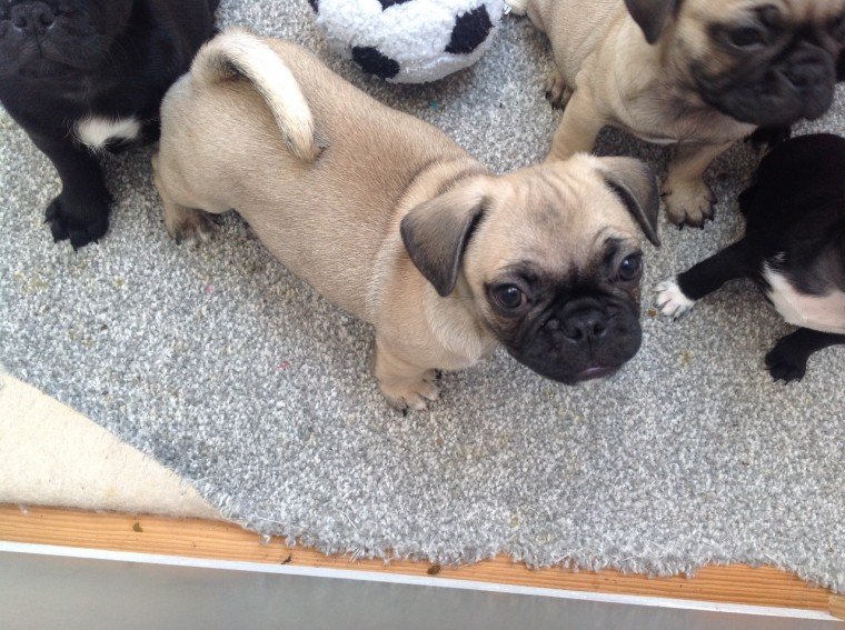 pug2.jpg