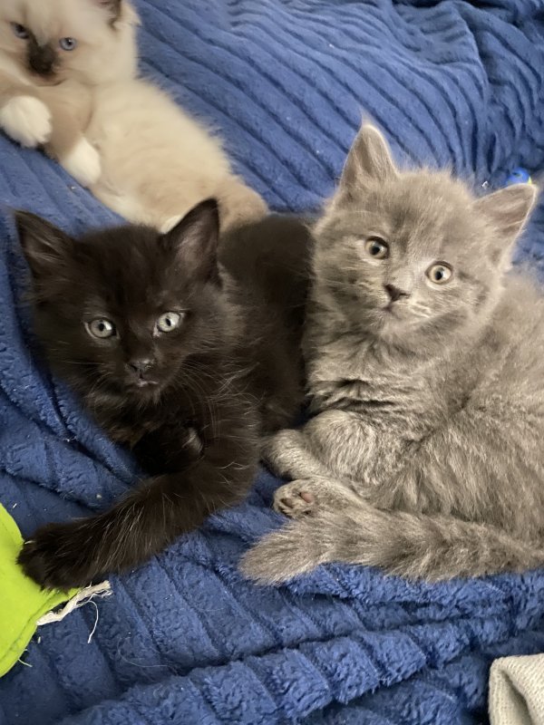Grey Ragdoll Kitten for Sale - Sweet & Kind Kitten