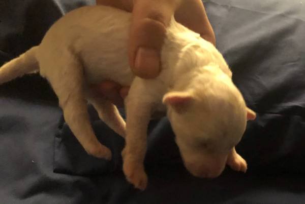 puppy 1.jpg