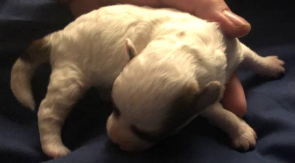 puppy 2.jpg
