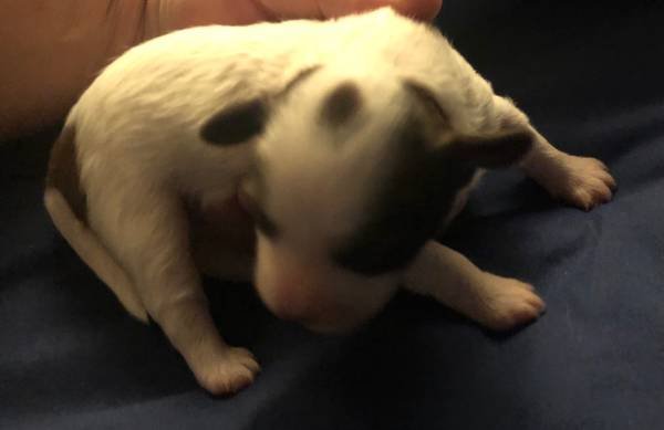 puppy 3.jpg