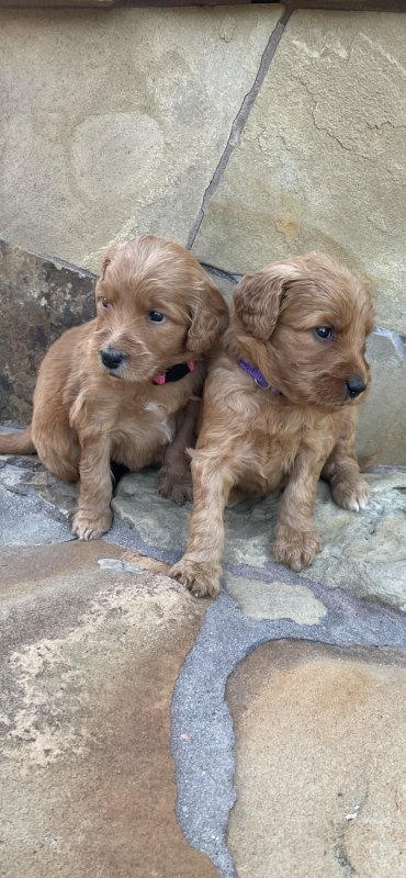 pup pic.jpg
