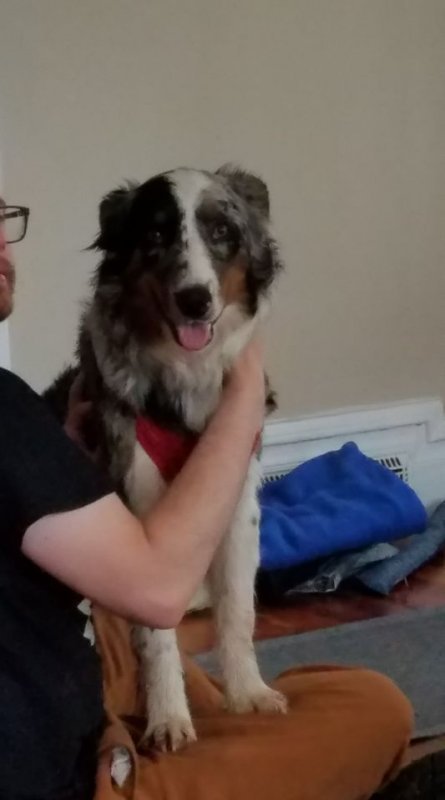 Monty_(dog_for_sale)-photo_01.jpg