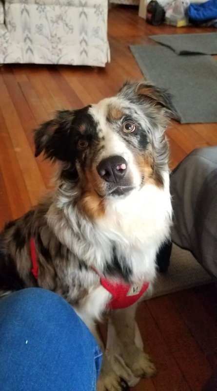 Monty_(dog_for_sale)-photo_03.jpg