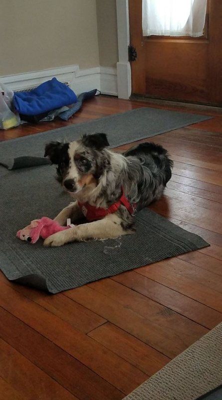 Monty_(dog_for_sale)-photo_04.jpg