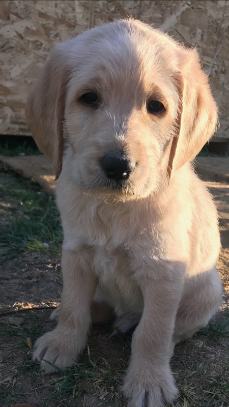 Lab boy 1.jpg