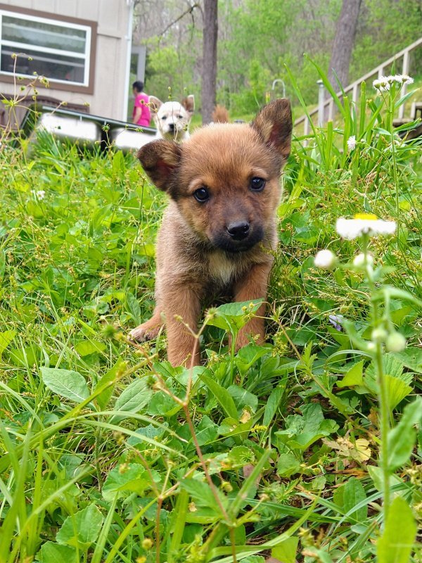 Great Pyrenees/Blue Heeler Mix Puppies for Sale in Harrogate, Tennessee