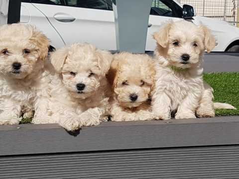maltipoo-girls-ready-now-60925c9c4b41d.jpg