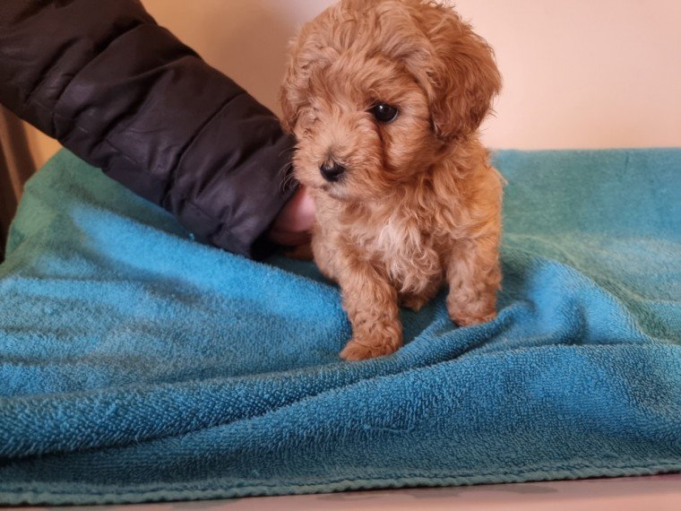 red-maltipoo-puppies-6091741a11380.jpg