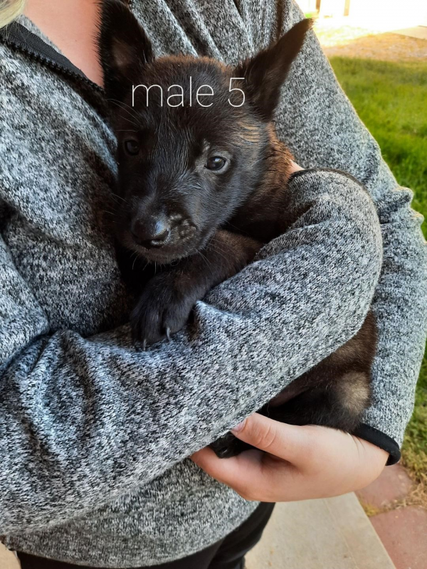 male 5.png
