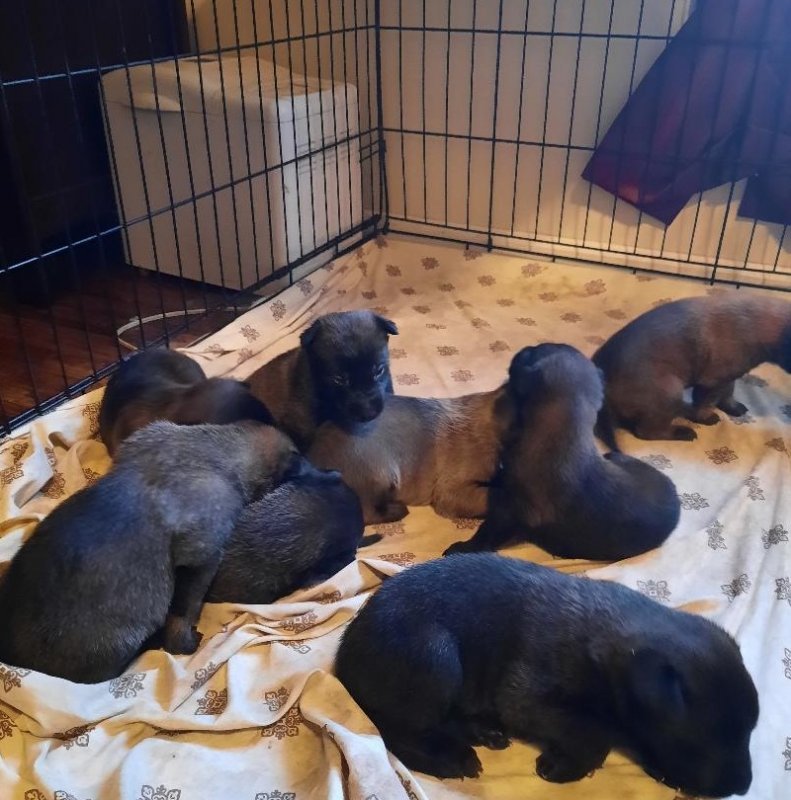 puppies 2.jpg puppies 2.jpg