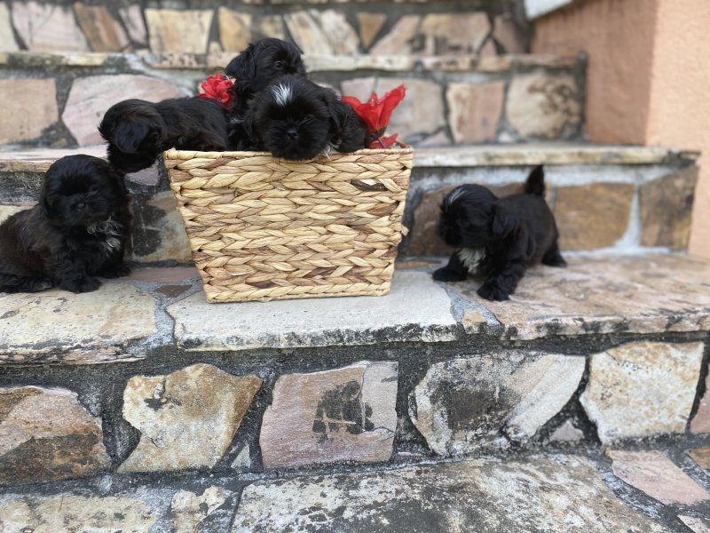 puppies picture 2.jpg