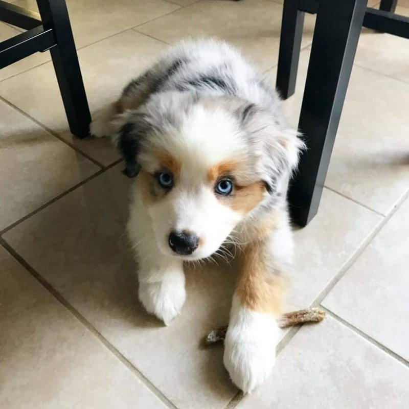 bowie (2).jpeg bowie (2).jpeg
